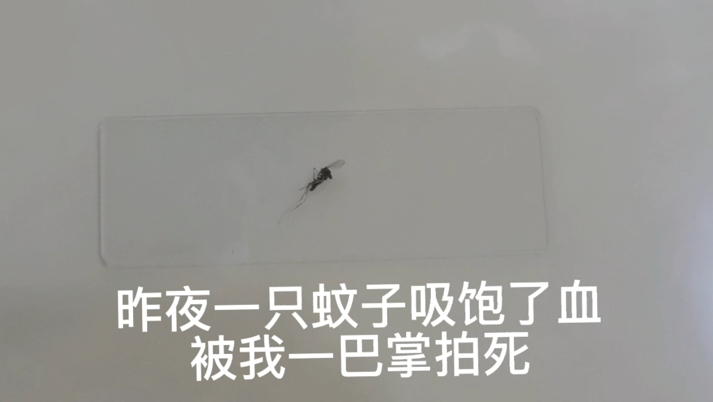 拍死的蚊子可以做什么?比如做一个标本观察观察.