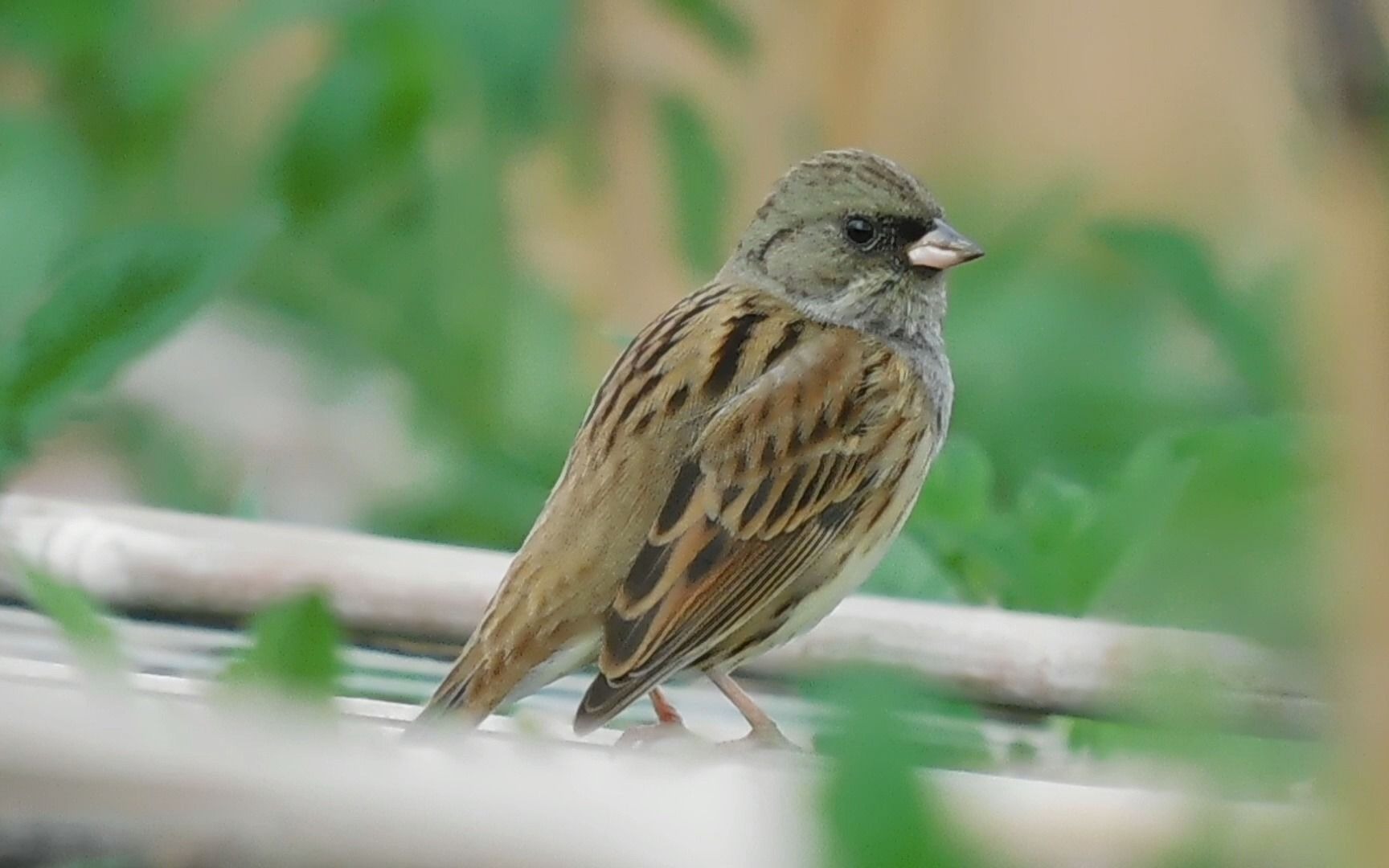 灰头鹀,福建最常见的鹀