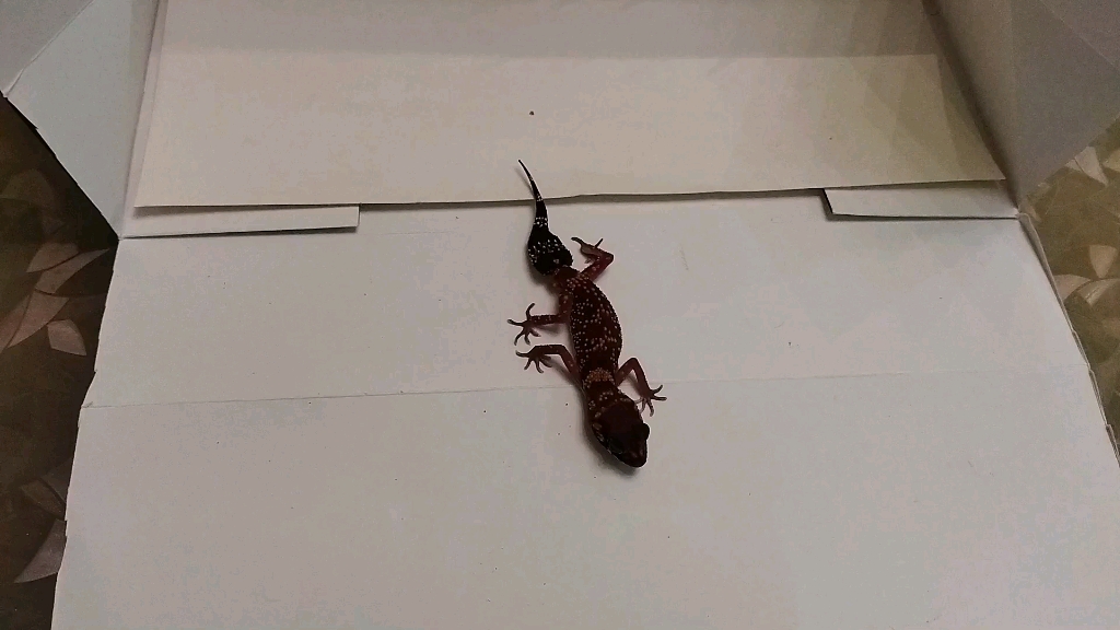 我的星点守宫_哔哩哔哩 (゜-゜)つロ 干杯~-bilibili