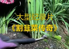 Tải video: 大型纪录片《割韭菜传奇》