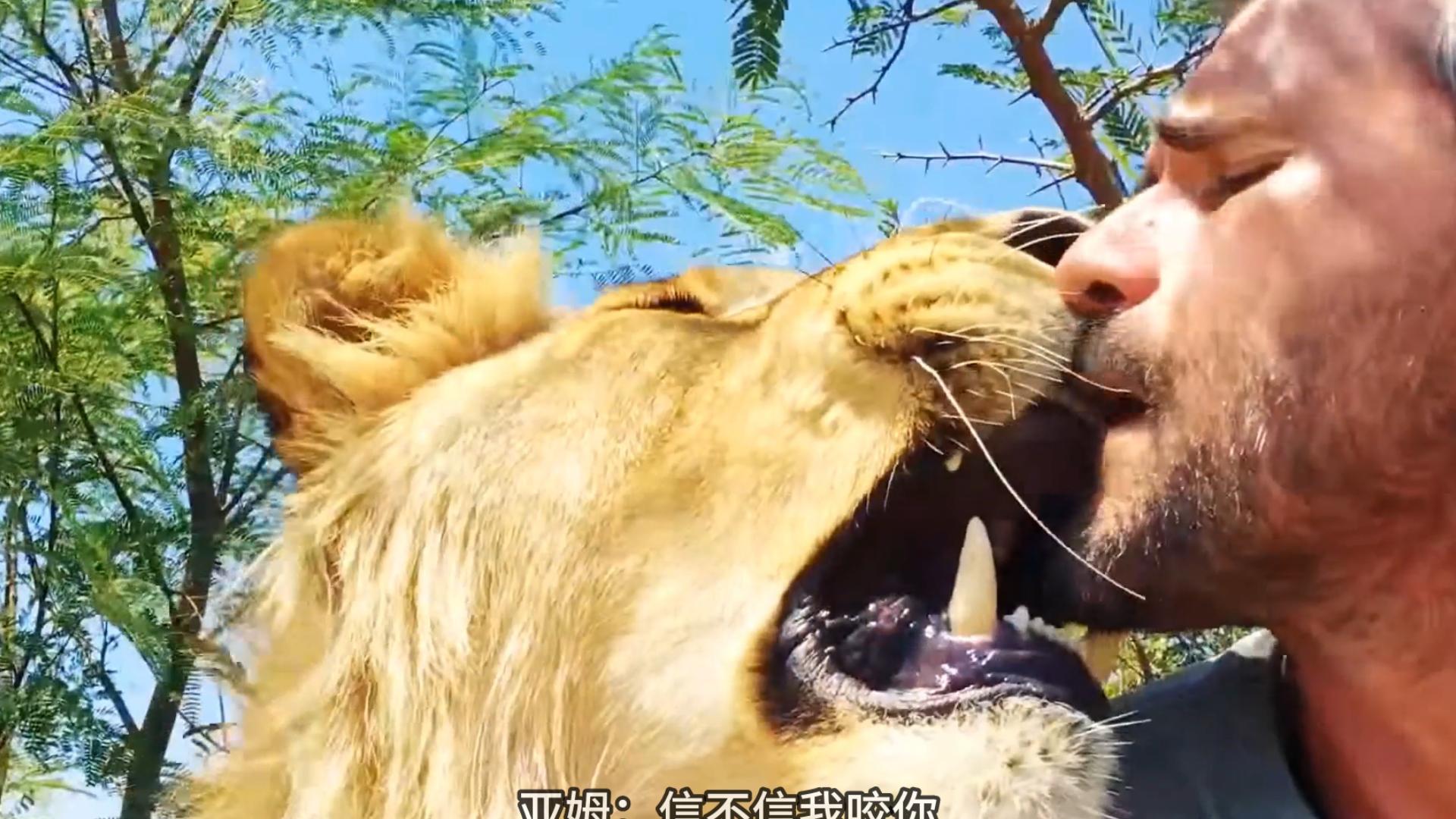 凯文与他的大猫乔治和亚姆的日常 大狮子在许多人眼中都是凶猛的野兽,但遇到对的人它们也可以是又萌又黏人的大猫,还感情细腻又丰富哔哩哔哩bilibili