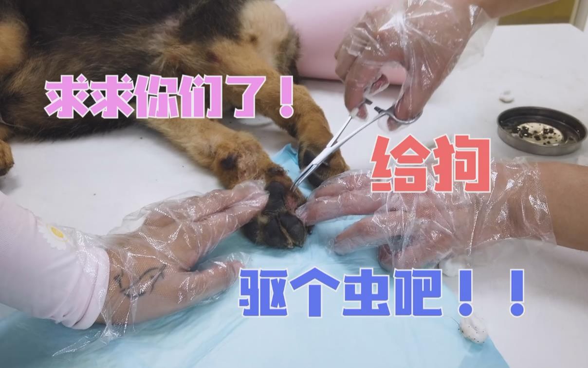 200多只蜱虫竟在一只小狗身上这是养狗还是养虫的