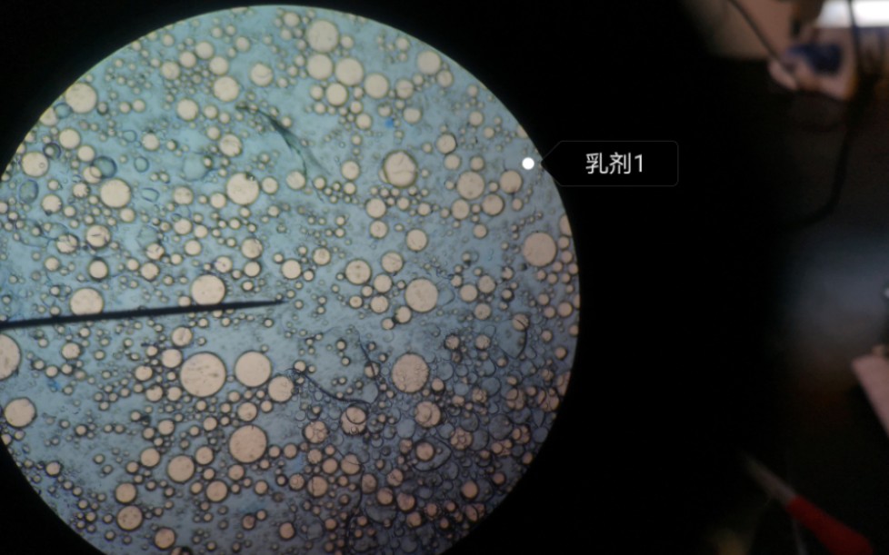 白术菊糖显微镜下图片图片