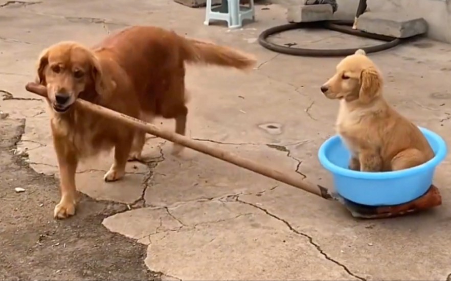 [图]猫妈妈和狗妈妈的母爱同样伟大！