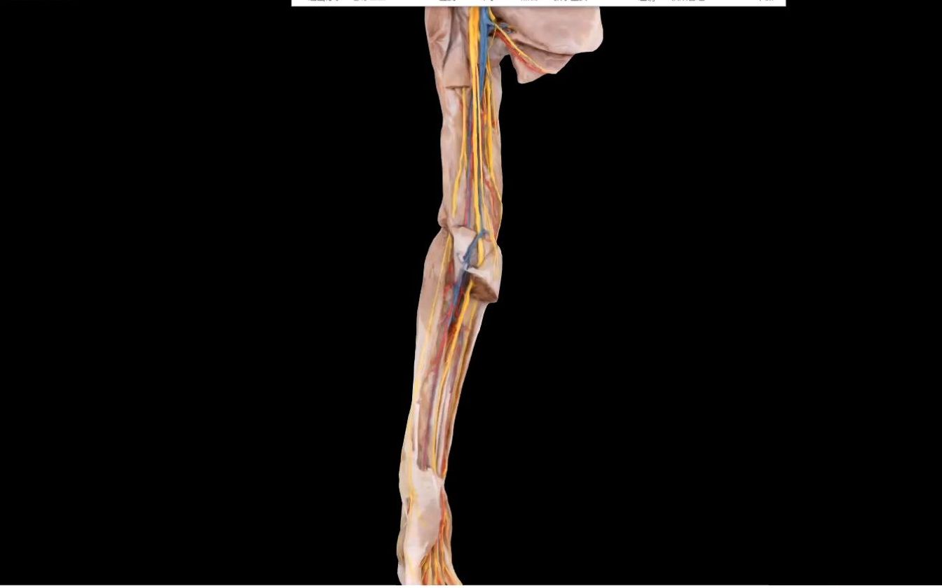 [图]局部解剖学-上肢3（臂前区：肱二头肌、喙肱肌、肱肌之间穿行的血管神经）