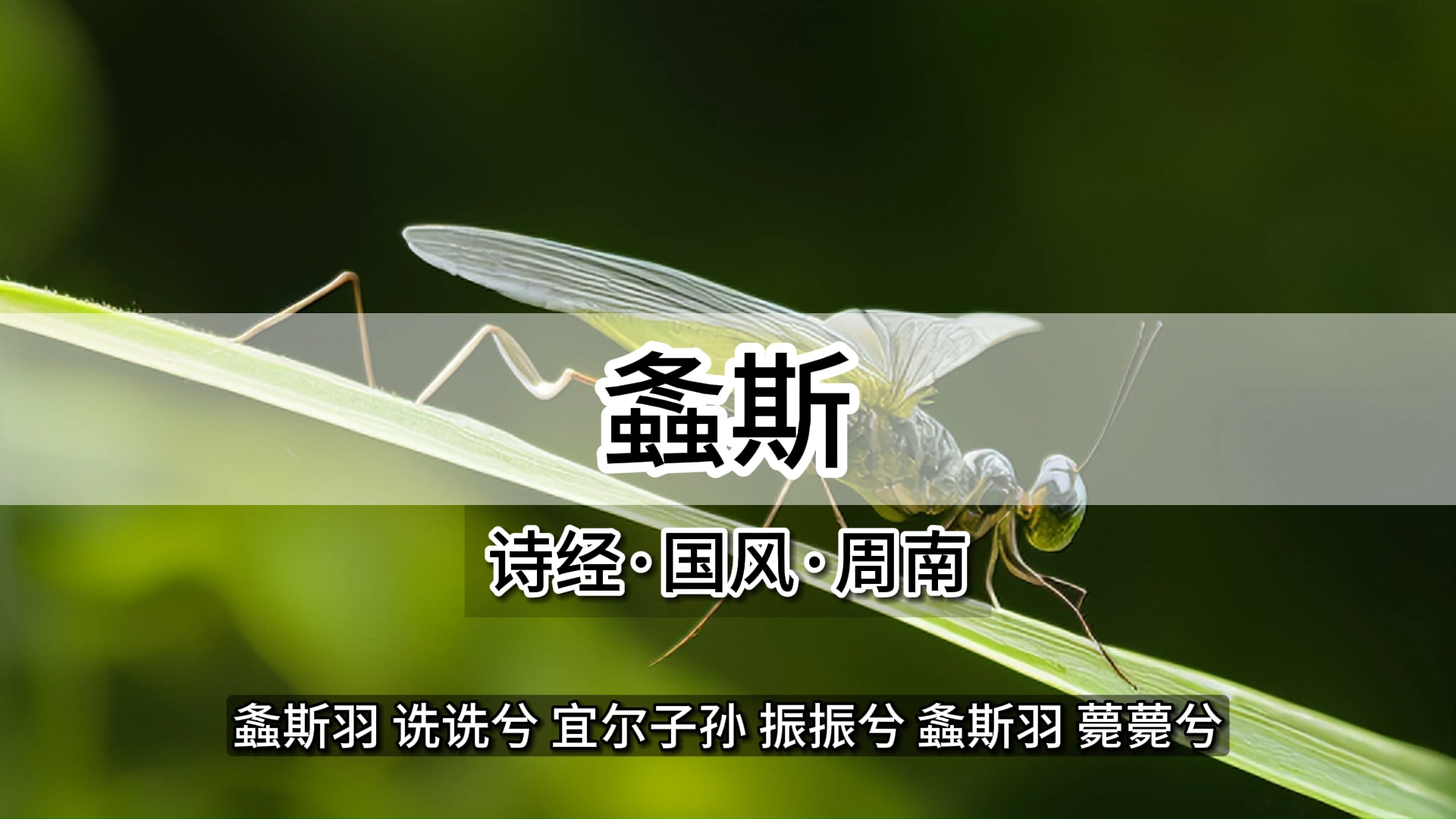 《螽斯》诗经·国风·周南·第05篇
