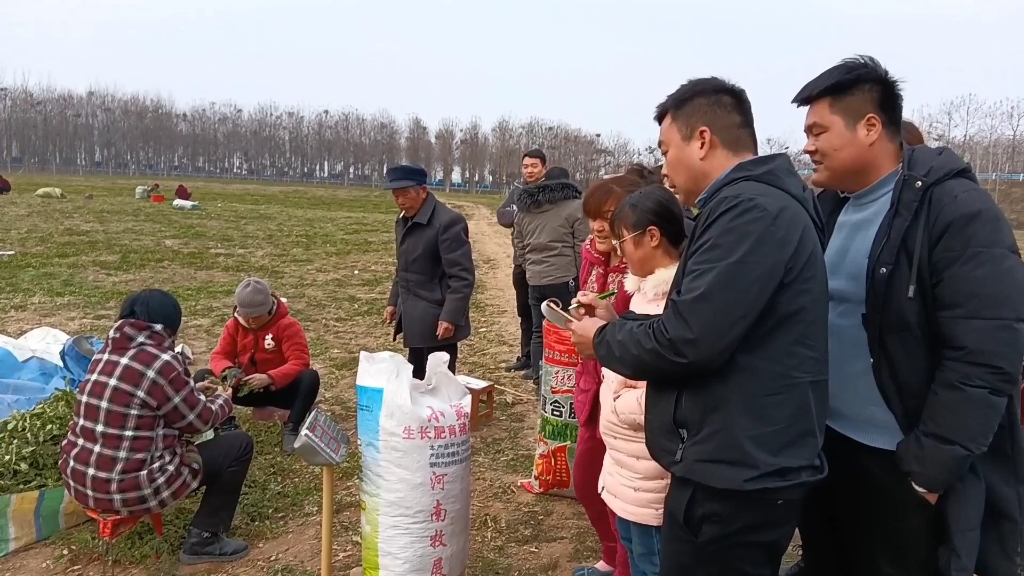 河南豫东,在农村承包土地种植,野菜赚不赚钱?看完你就知道了哔哩哔哩bilibili