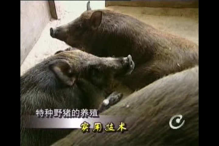 野猪高产养殖技术 高产养殖野猪技术 高效养殖技术哔哩哔哩bilibili