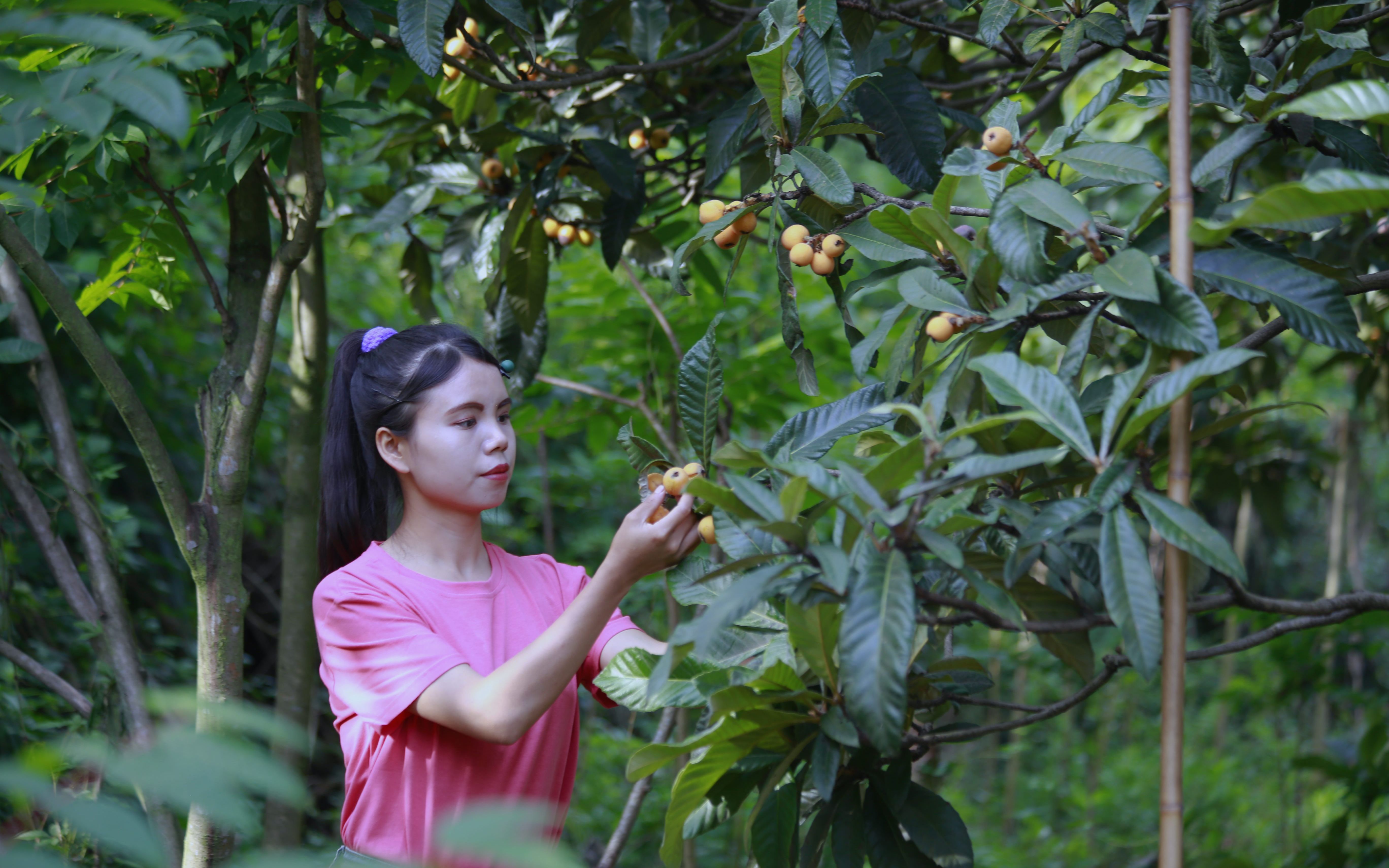 [图]【川贝枇杷膏】夏天到了，枇杷黄了，刚好可以做成自己喜欢的川贝枇杷膏