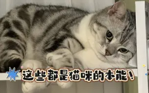 Download Video: 猫咪的本能是很难控制的！