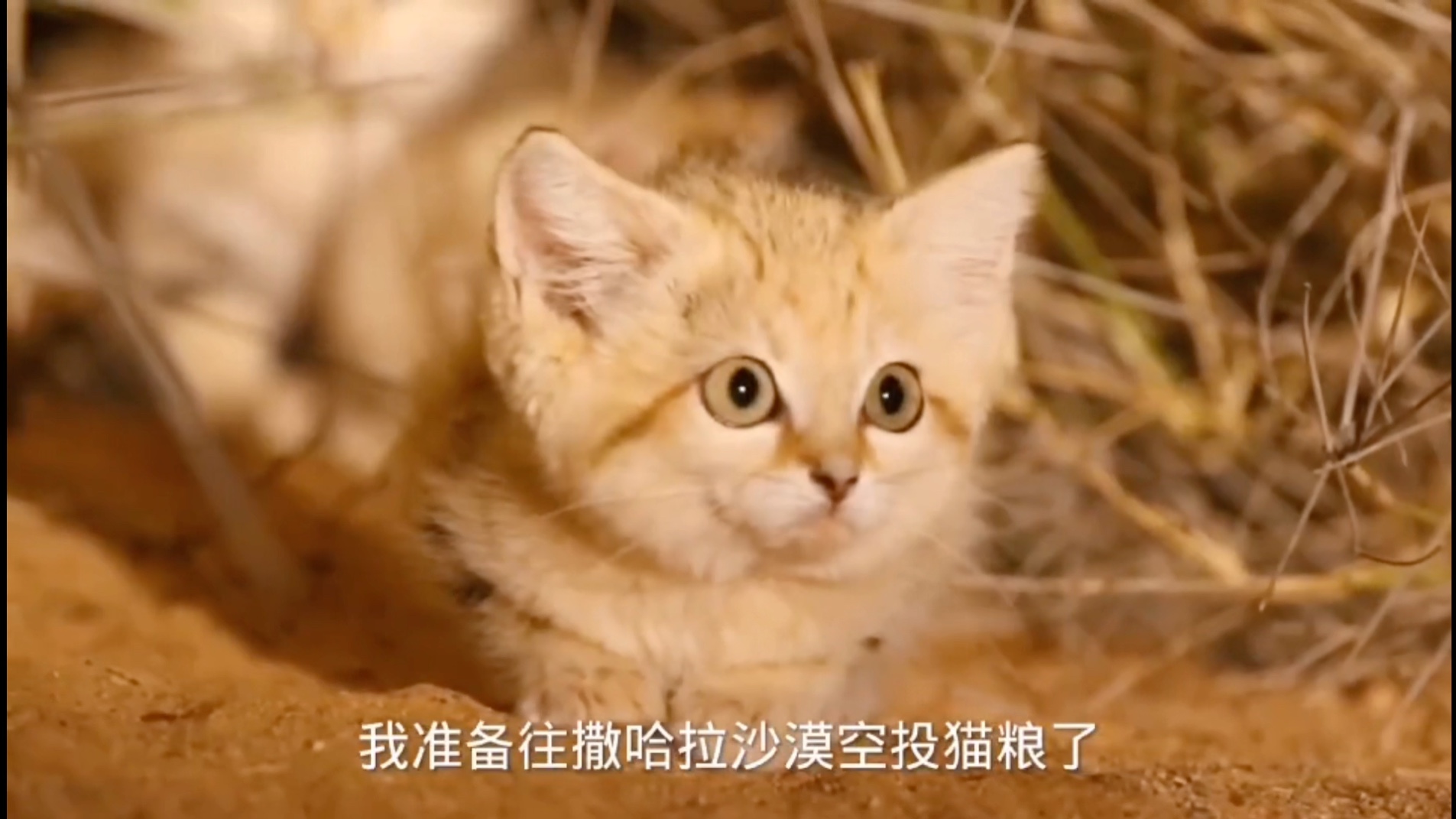 动物世界～沙丘猫