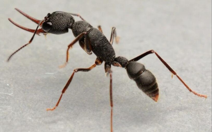 猎镰猛蚁捕食记