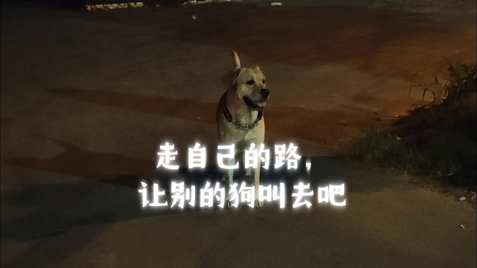 走自己的路,让别的狗叫去吧!
