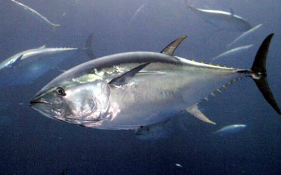 discovery海中巨霸黑鲔鱼