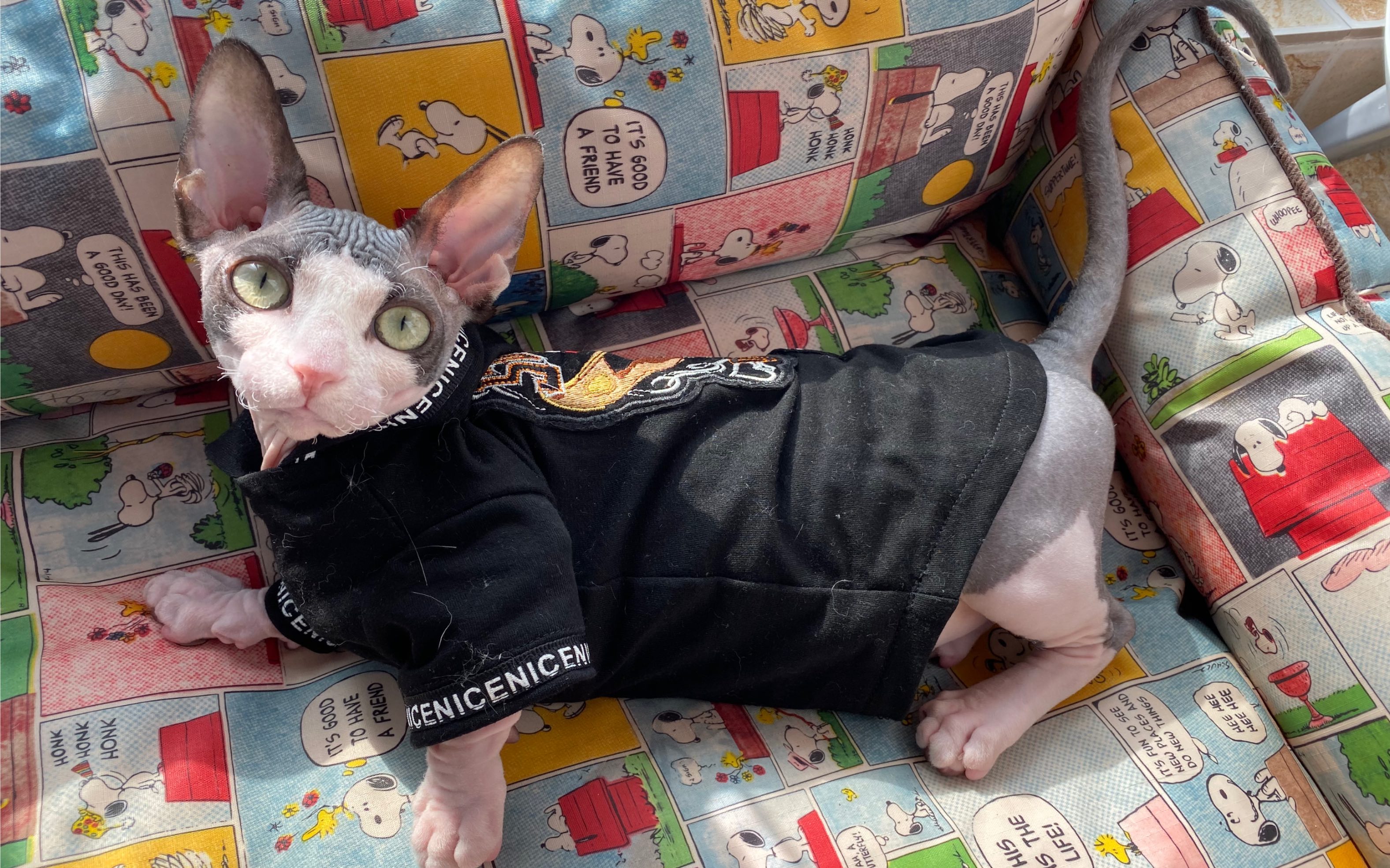 无毛猫.巴比诺#无毛猫.