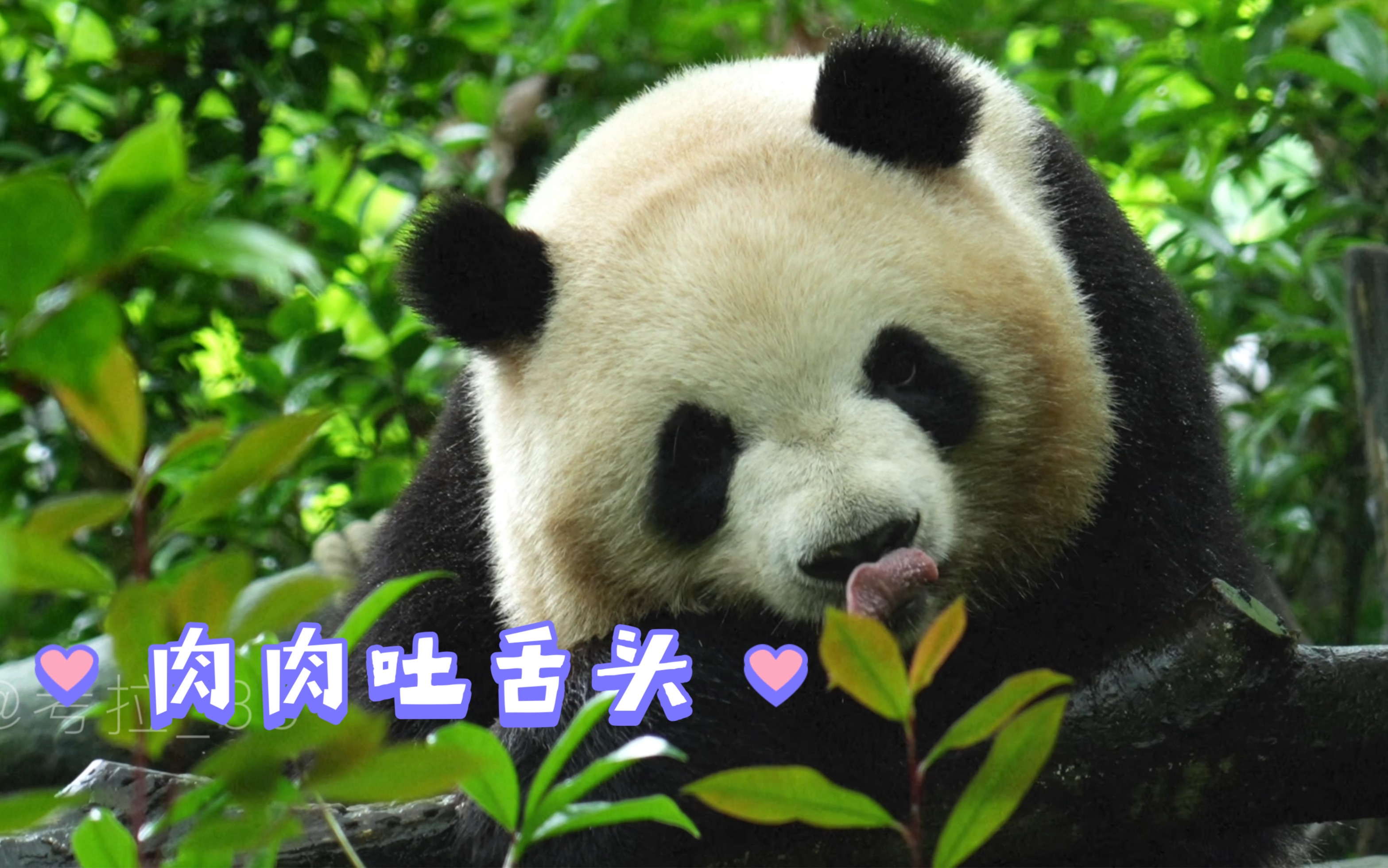 「大熊猫梅兰」肉肉吐舌头,可爱晕了090506