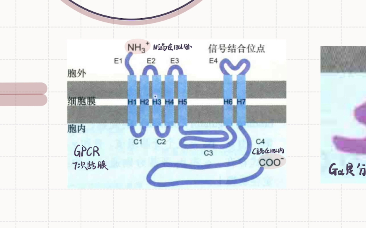 自用复盘:G蛋白偶联受体介导的信号转导概述哔哩哔哩bilibili