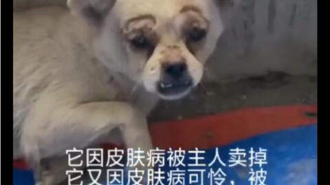 画着眉毛的流浪狗 哔哩哔哩 Bilibili 画着眉毛的流浪狗 哔哩哔哩 Bilibili