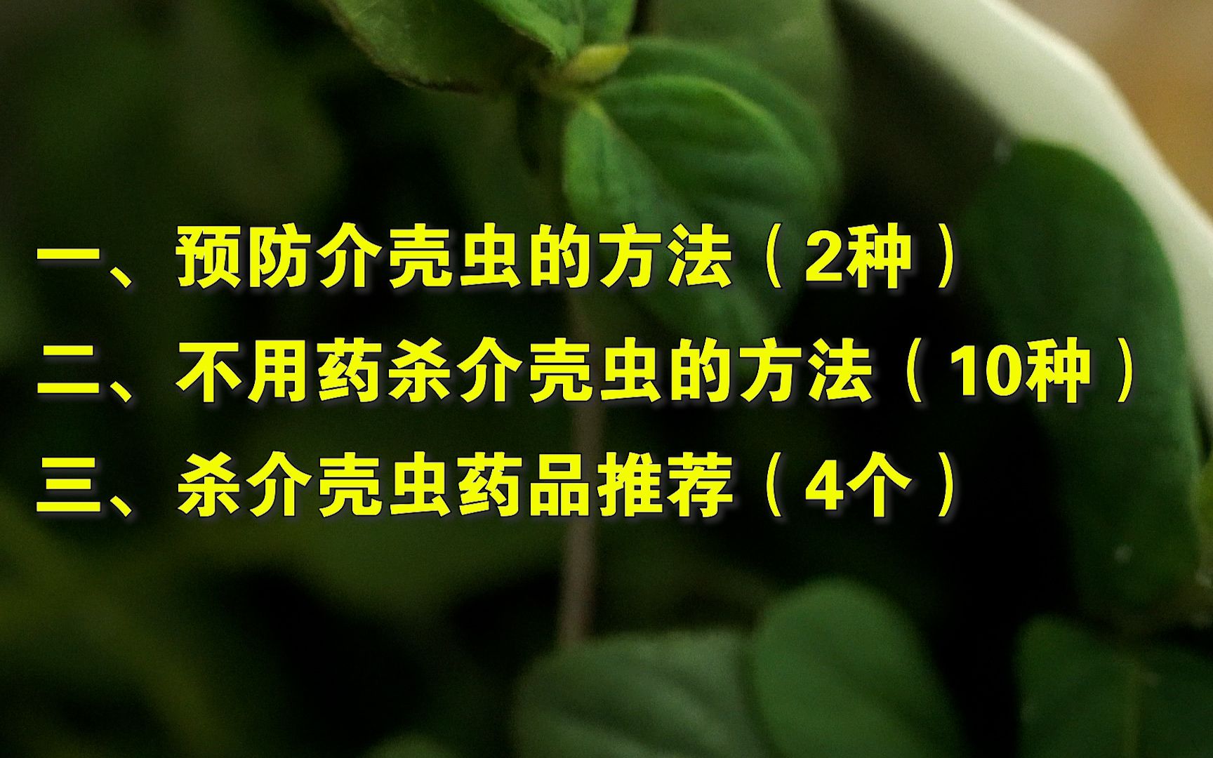 全网最全最有用最沙雕的杀介壳虫方法汇总,预防方法,杀虫小妙招,药品推荐,总有一款笑死你哔哩哔哩bilibili