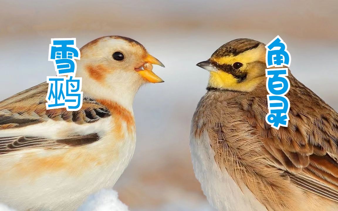 油管千万播放的野生动物世界频道Wildlife World来了!雪鹀和角百灵哔哩哔哩bilibili