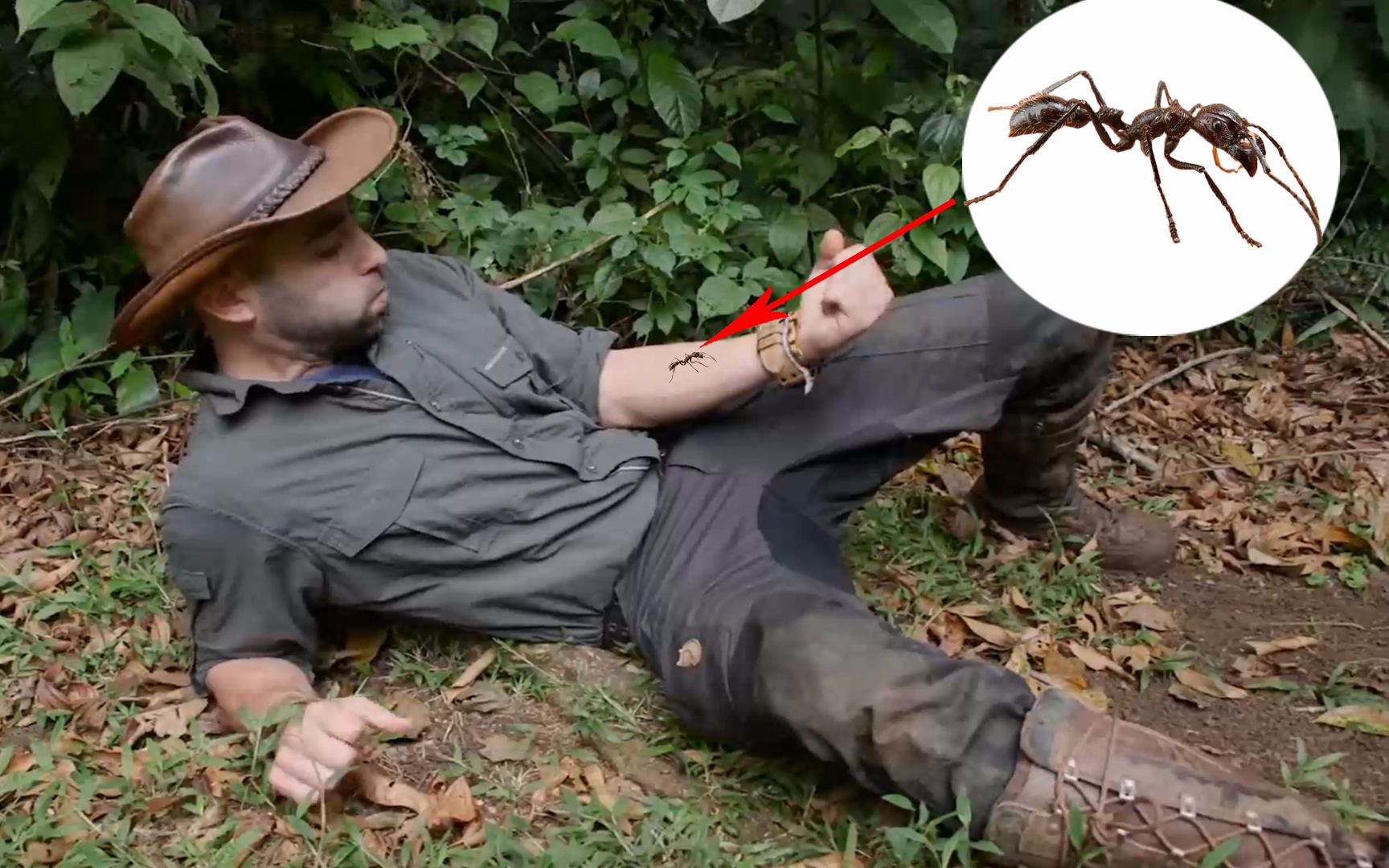 这种蚂蚁要是不注意招惹到它,蛰你一下疼痛感堪比中弹!