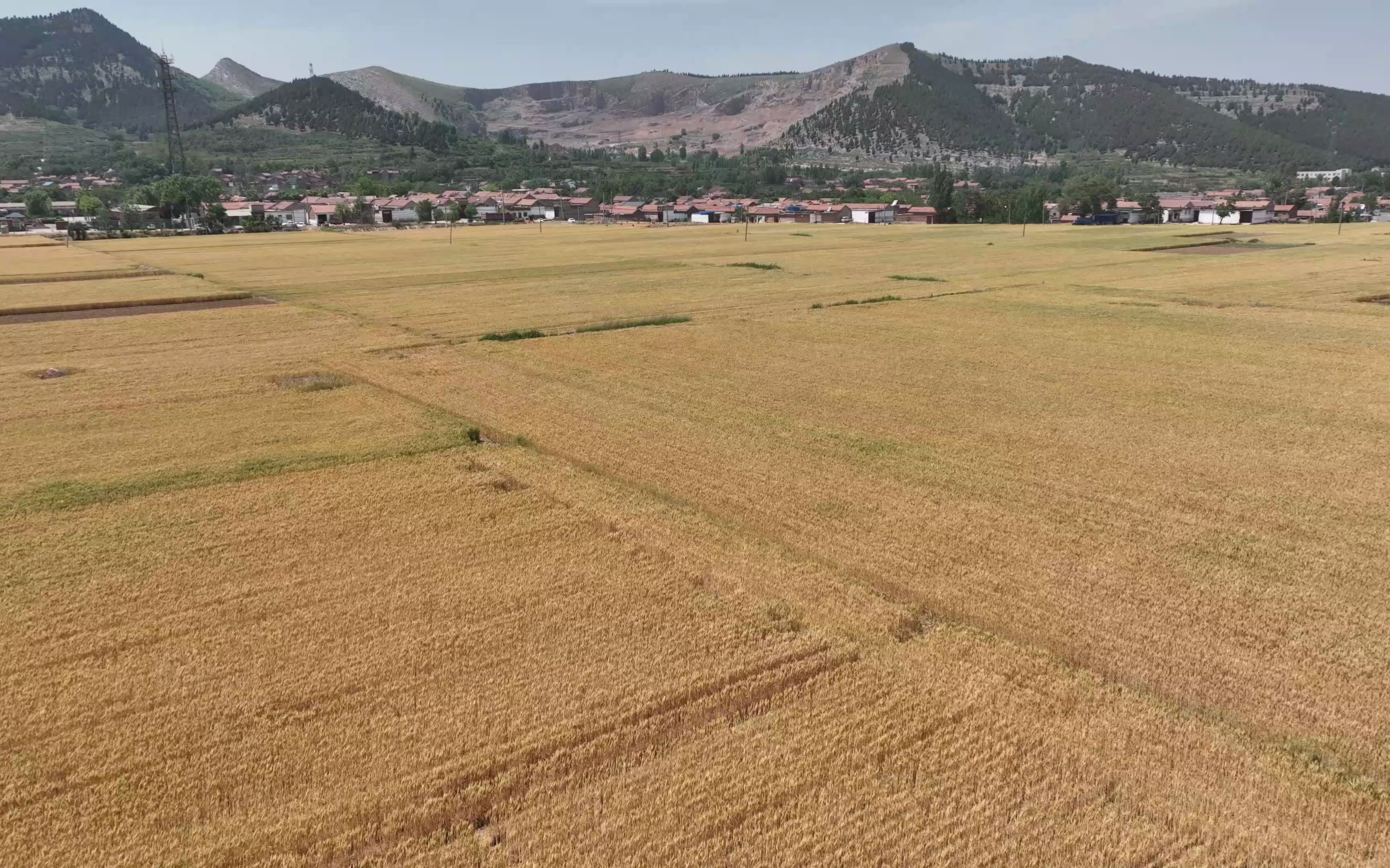 无人机航拍章丘闫家峪的金色麦田