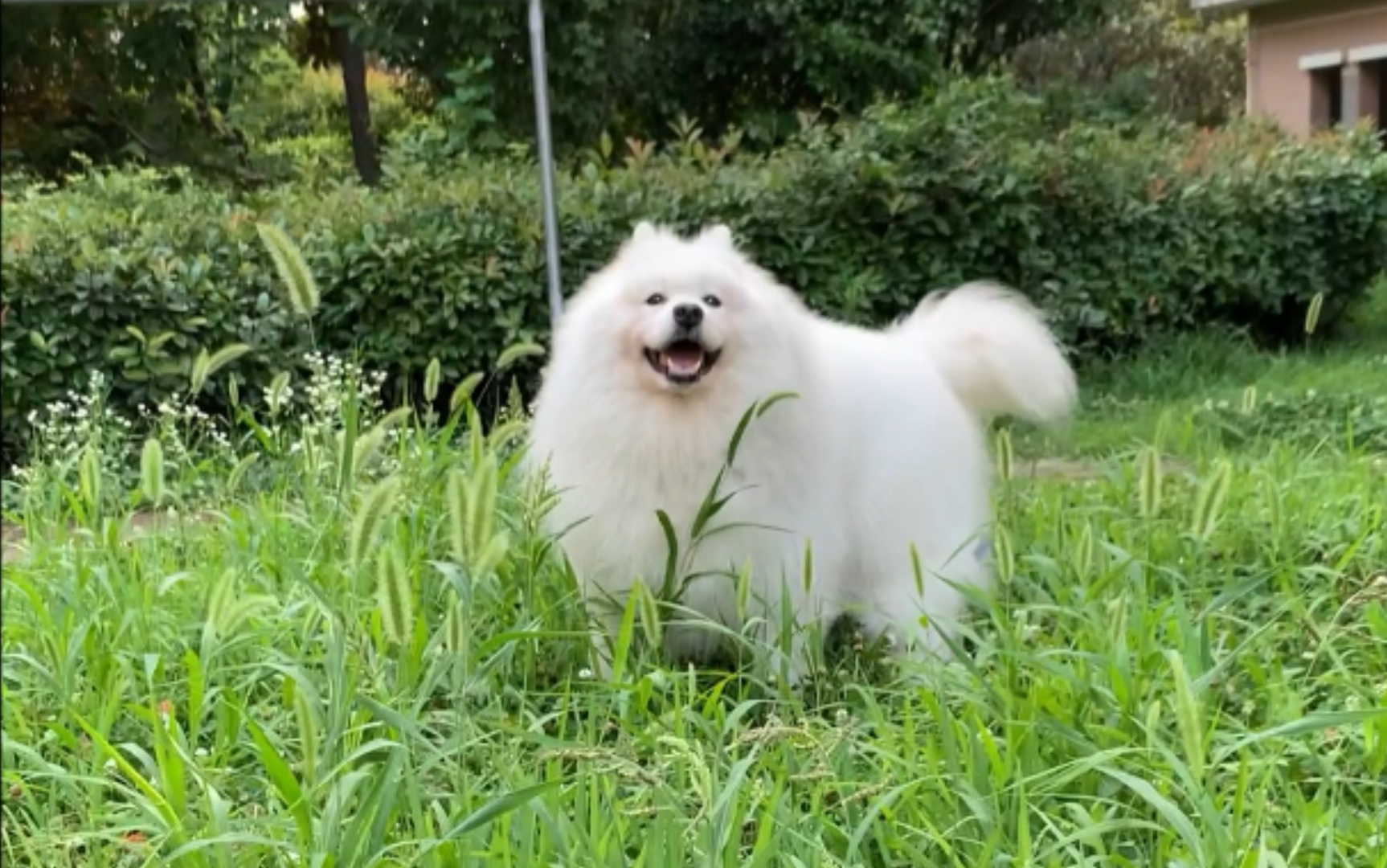 活动作品萨摩耶熊猫今天拍了给耳朵消炎上药的全过程痛的哇哇的叫好