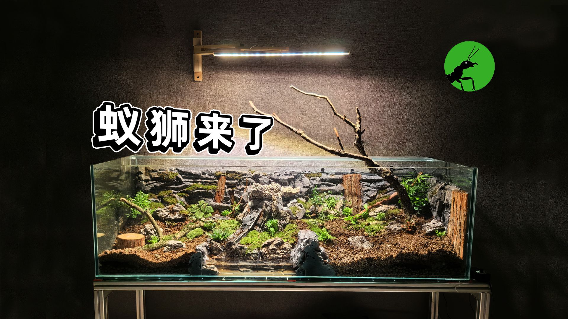 沙漠求生:蚂蚁与蚁狮的生态缸较量