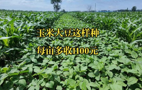 玉米大豆这样种植,每亩还能多收入1100元哔哩哔哩bilibili