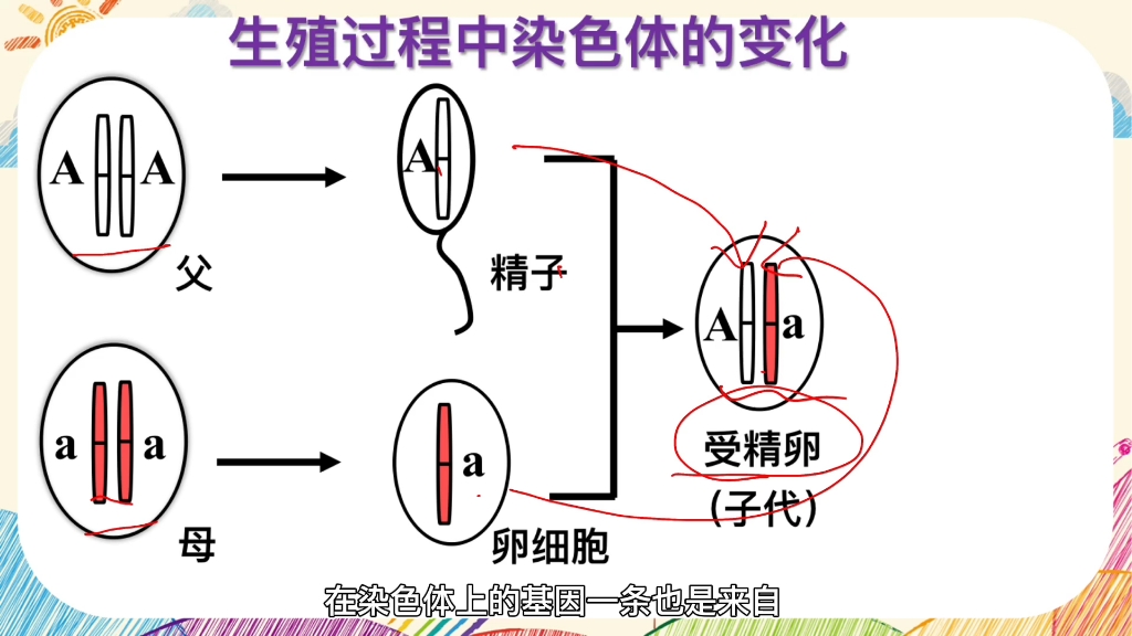 画重点‖基因在亲子代间的传递重难点三:生殖过程中染色体的变化原来是这样的,现在知道为什么你不像爸爸就像妈妈了吗? #初中生物 #染色体 #生殖过...