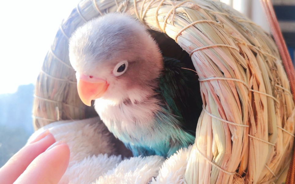 牡丹鹦鹉——新来的妞妞会飞啦