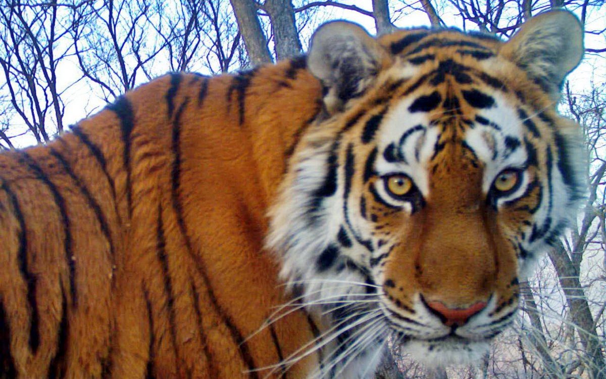 最近拍到的东北虎都是母虎