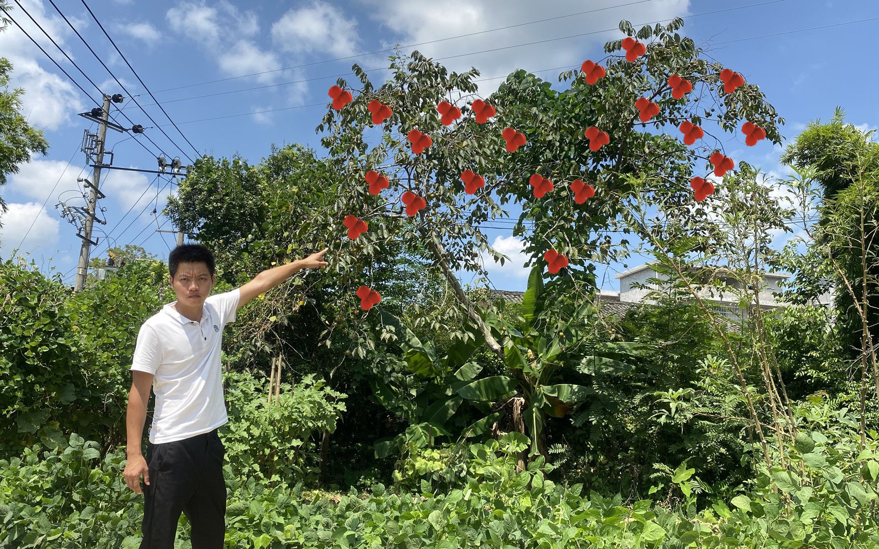 [图]卖树苗的老板果然没骗人，奶奶花高价买的果苗，每年都硕果累累