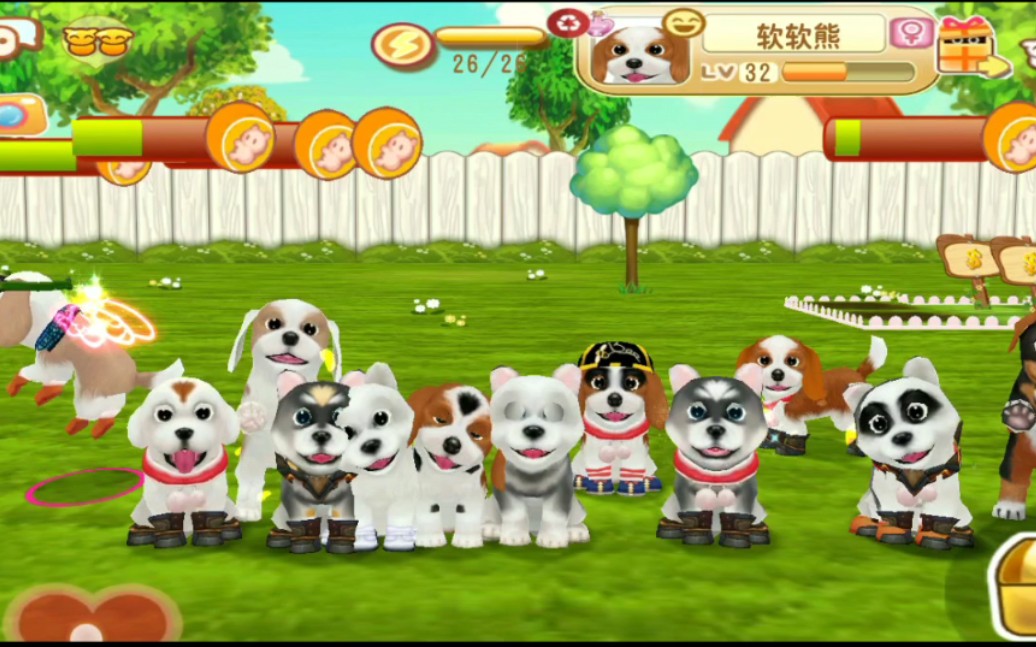 晴天小狗狗子的日常3把全家狗都喂了一遍