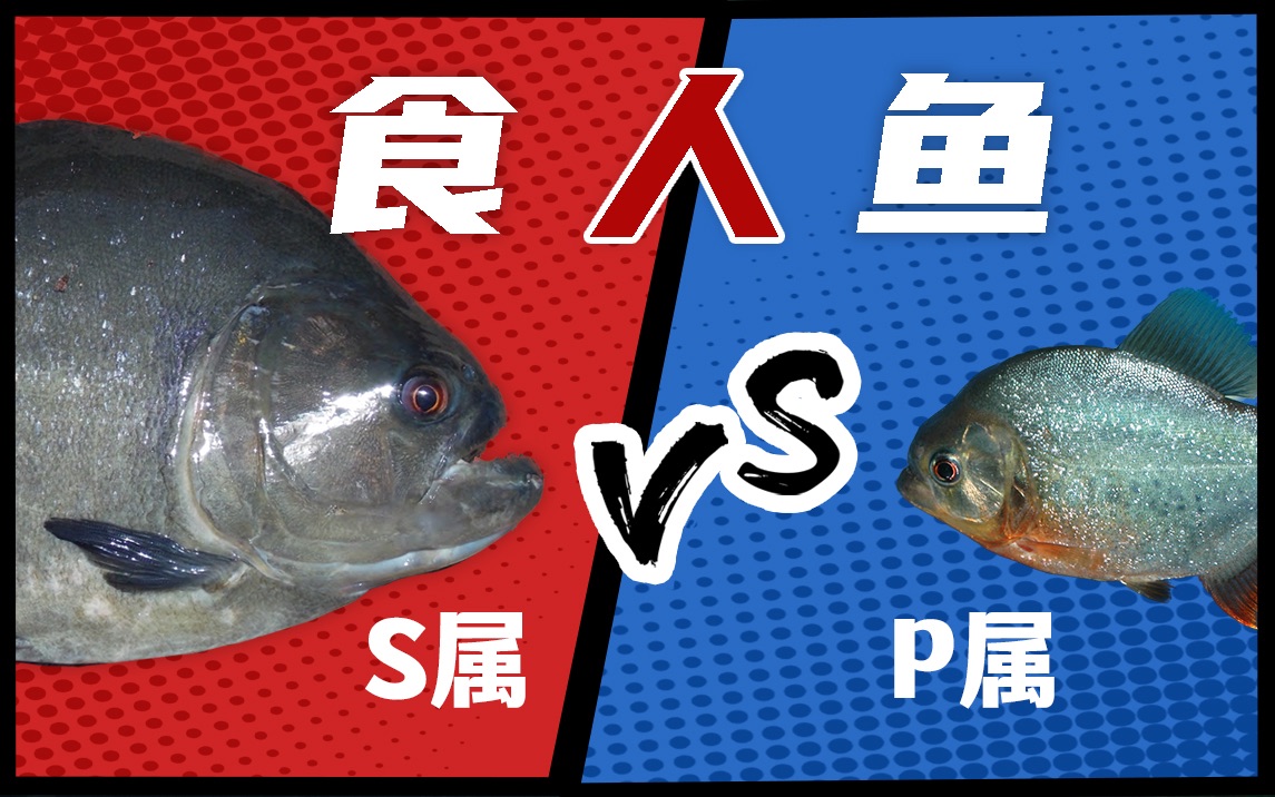 S属 VS P属!食人鱼技术哪家强?红腹食人鱼篇哔哩哔哩bilibili