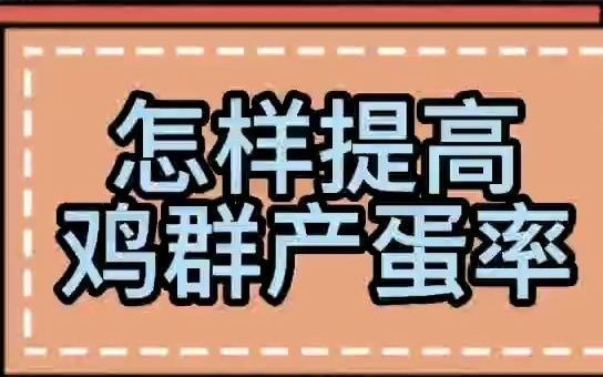 怎样提高鸡群产蛋率鸡产蛋率低怎么办鸡下蛋少是什么原因土鸡下蛋少怎么办哔哩哔哩bilibili