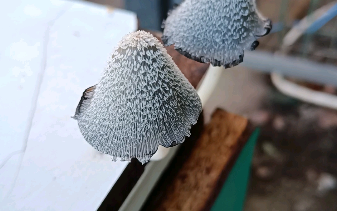 太好笑啦,学校门口一桌上长蘑菇啦!猜测是晶粒鬼伞,俗称狗尿苔.
