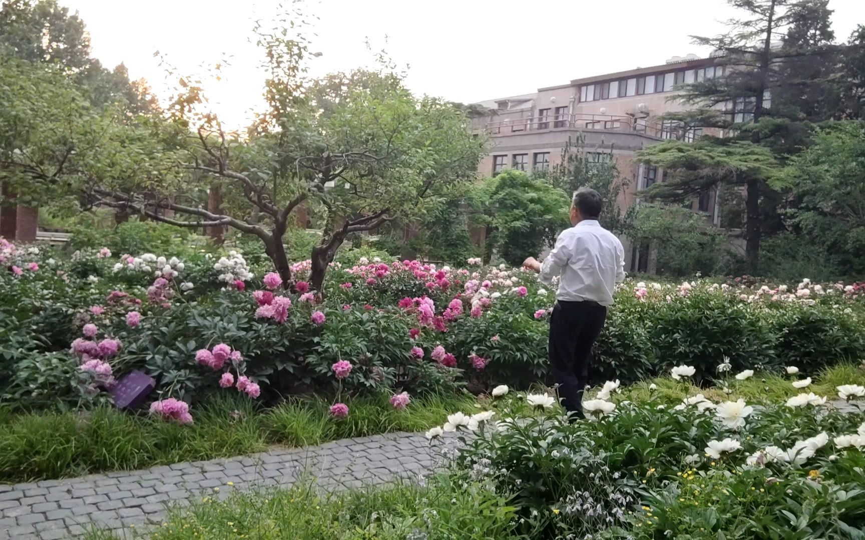 [图]清华芍药园乔瓦尼音乐会-Garden Of Dreams