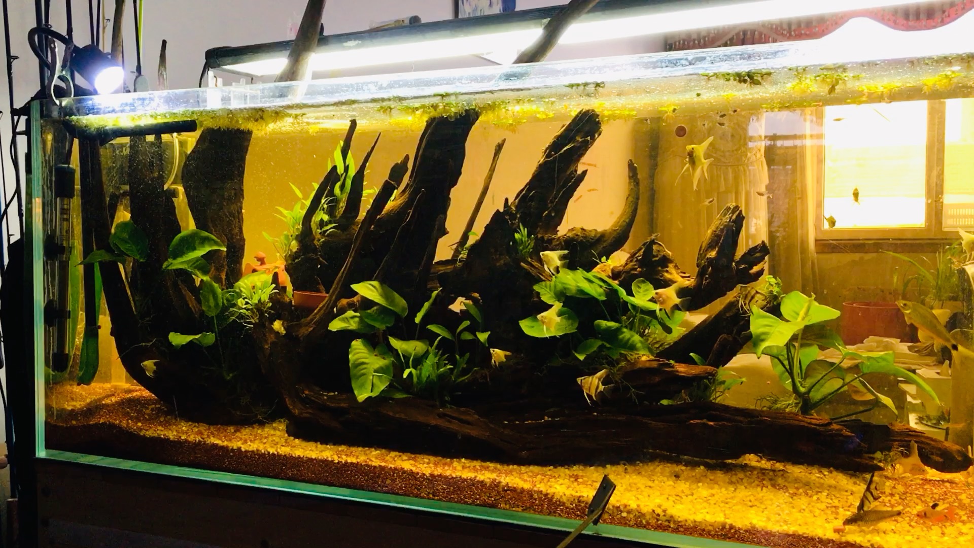 鱼缸褐藻的生成及各种鱼缸处理褐藻的小技巧.