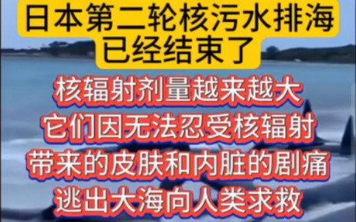 [图]日本第二轮核污水排海已经结束了，核辐射剂量越来越大，它们因无法忍受核辐射，带来的皮肤和内脏的剧痛，逃出大海向人类求救。第三轮核污水排海，将在11月2日启动。