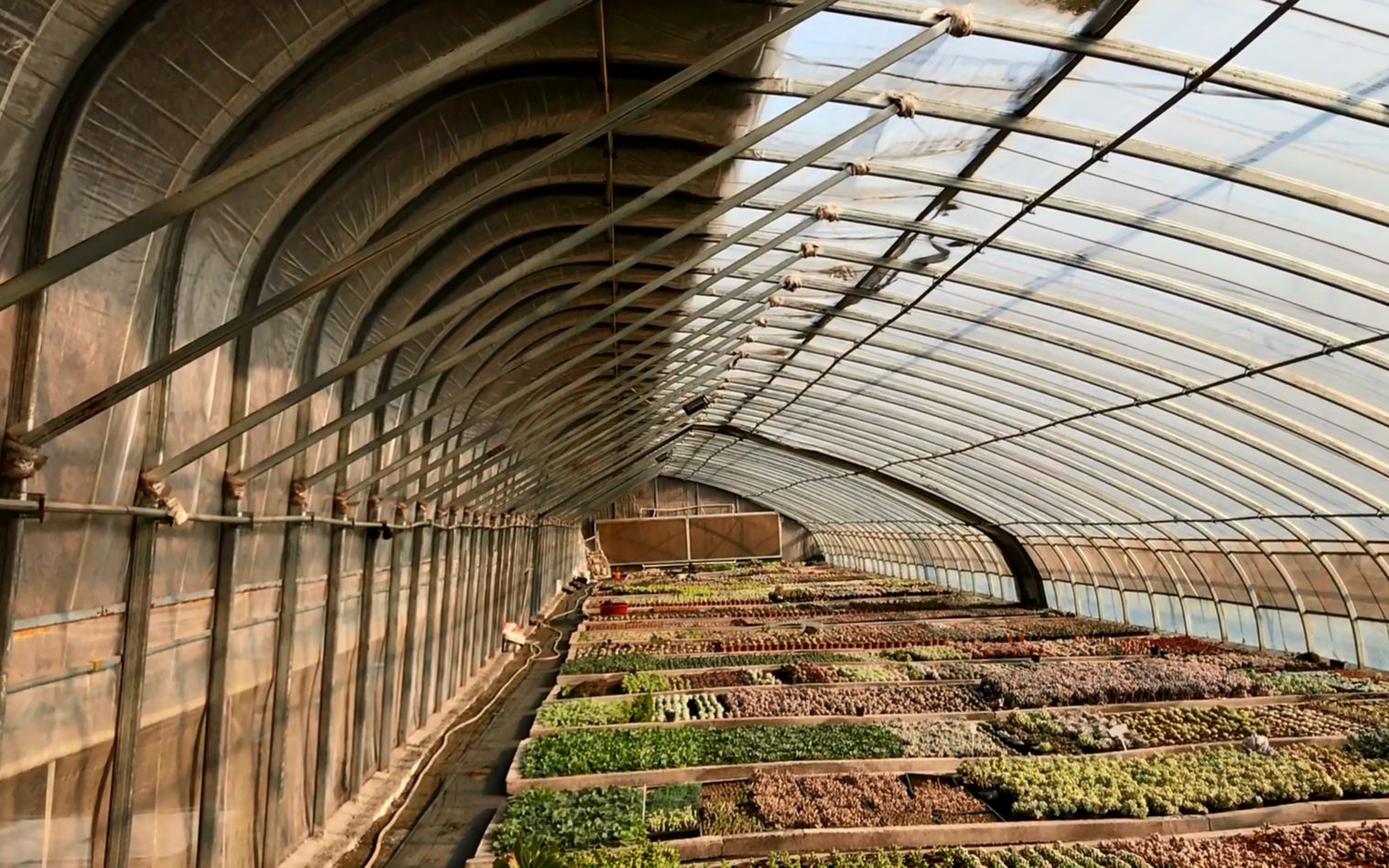 2020年农村最火的种植业,花费15万建造温室大棚,真能挣到钱吗?