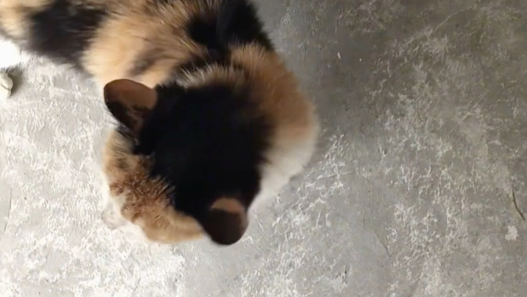 跟三花大美女做个交易