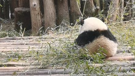 【大熊猫和花】花花准备回去,但是小妹妹没看够,不停的叫着花花哔哩哔哩bilibili