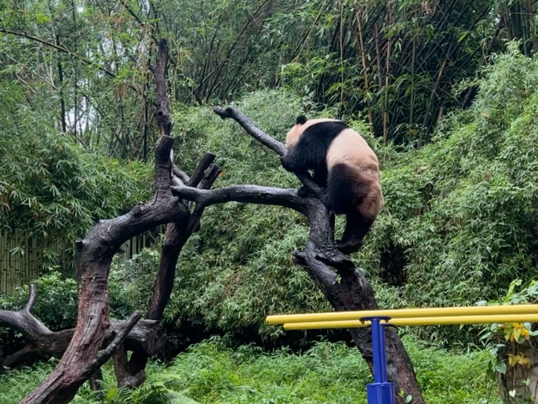 大熊猫婷仔爬树|不完全版