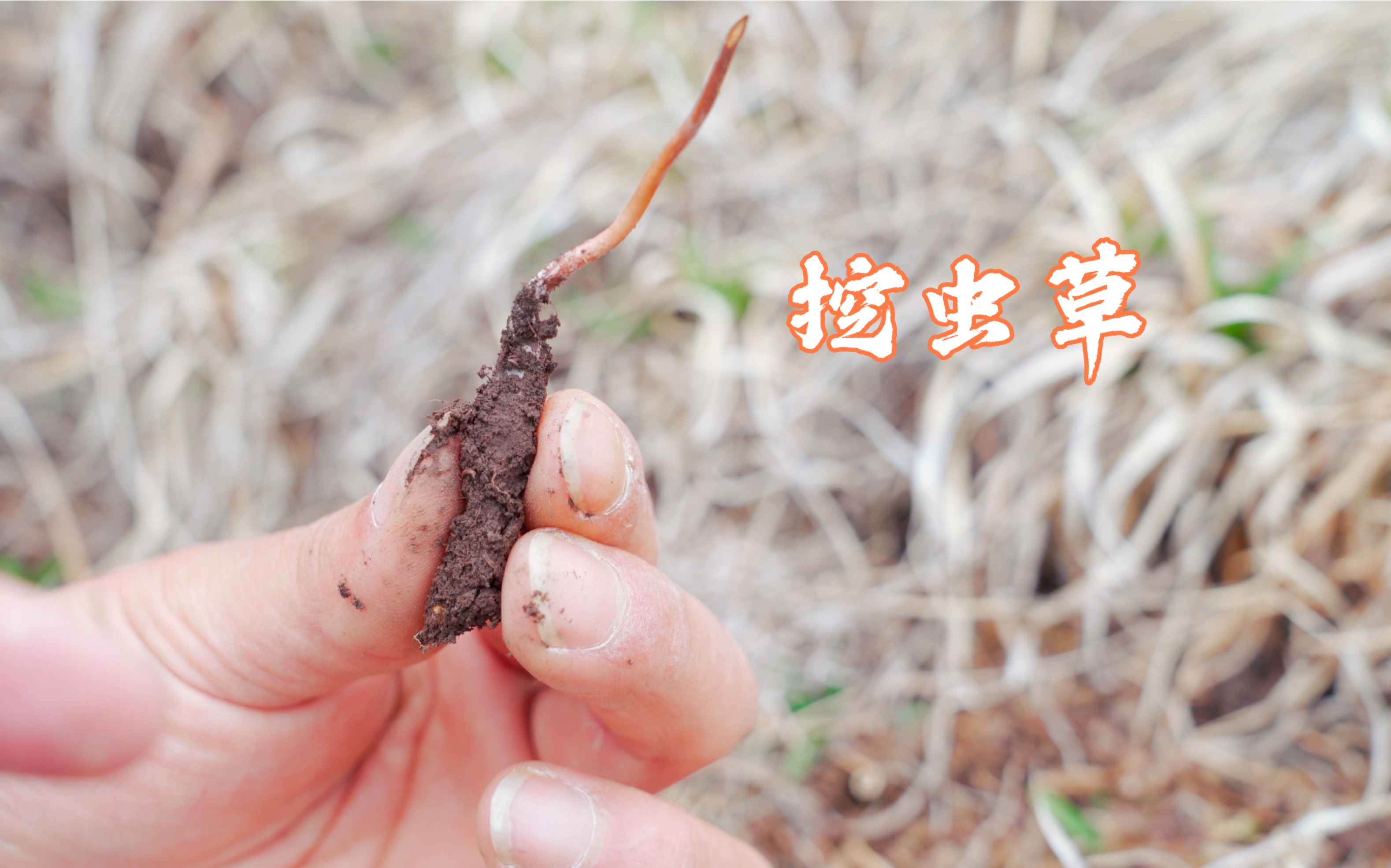 進山看蟲草生長情況,3個人4小時挖2根,蟲草雖然貴但像我這種新手,挖著