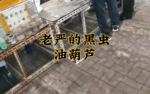 Descargar video: 今天看看老严的油葫芦