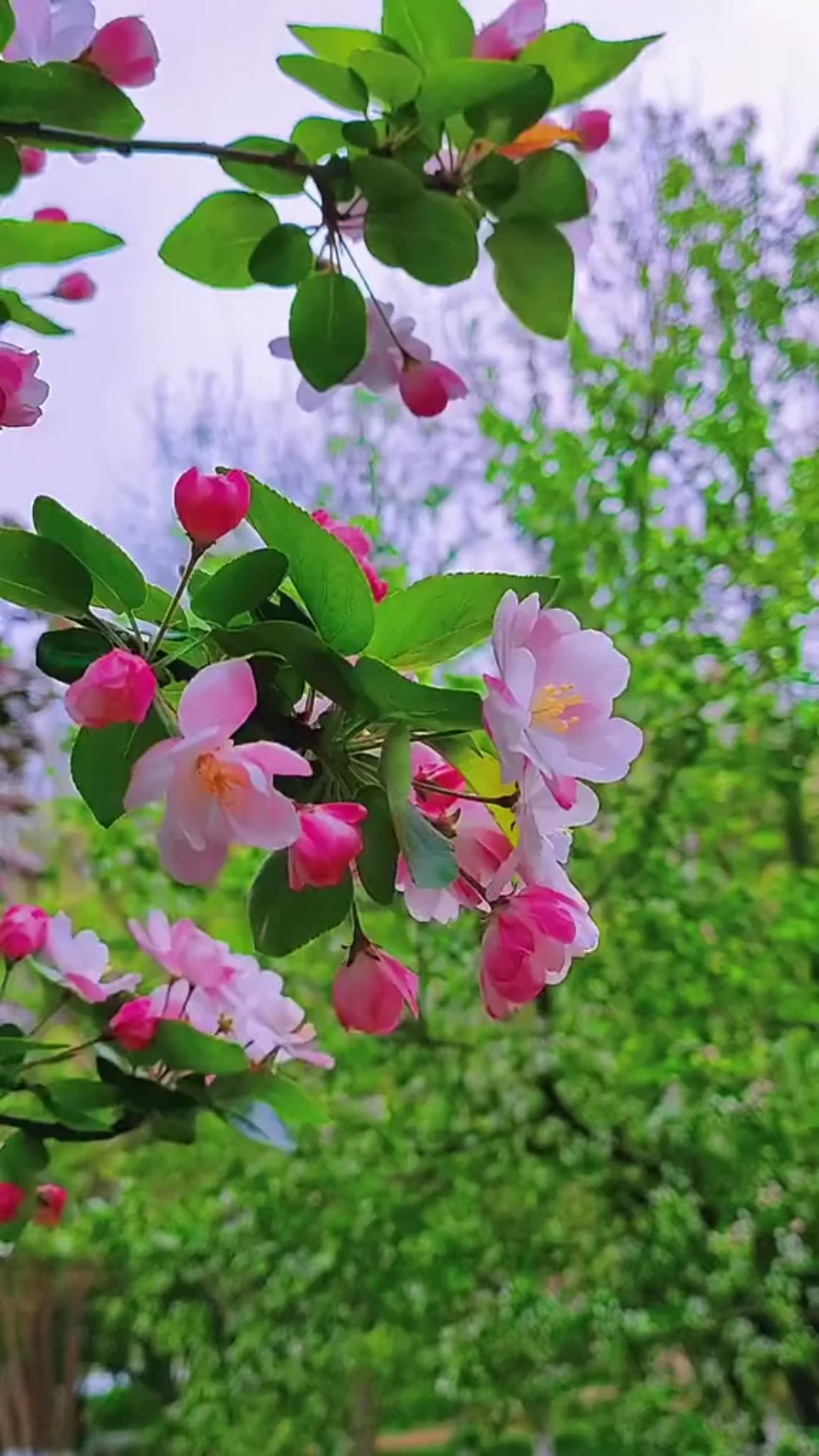 春始万物生( 71  )