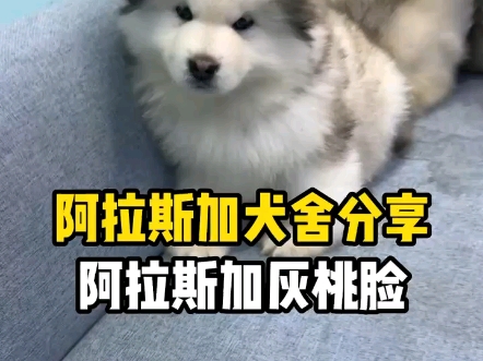 阿拉斯加犬舍今日分享#阿拉斯加#熊版阿拉斯加#石家庄阿拉斯加犬舍