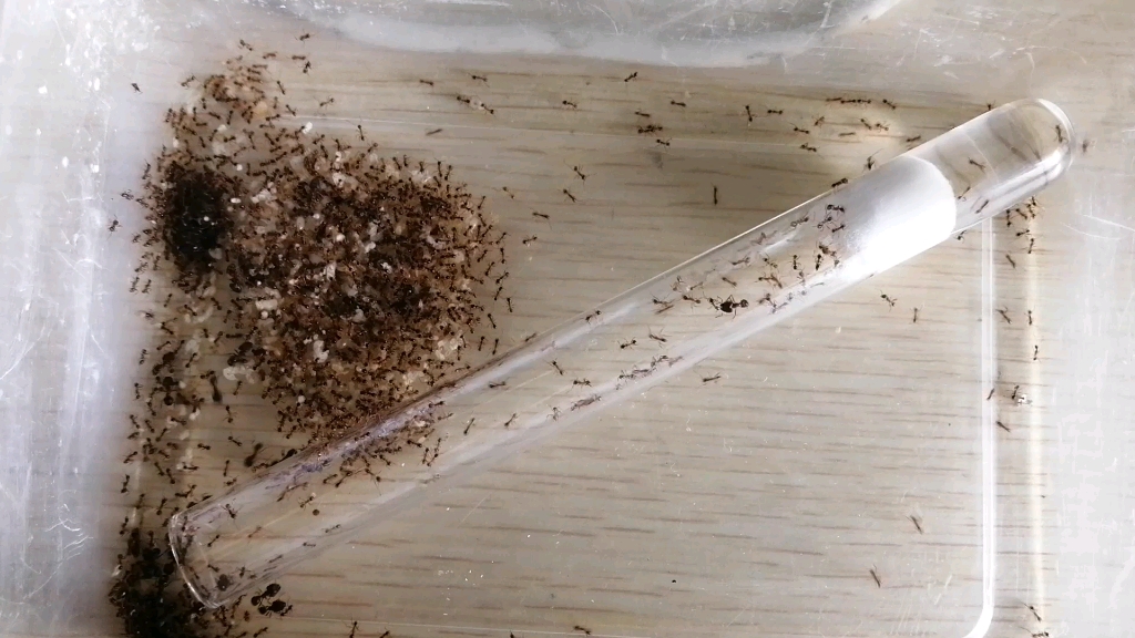 棒刺大头蚁换巢