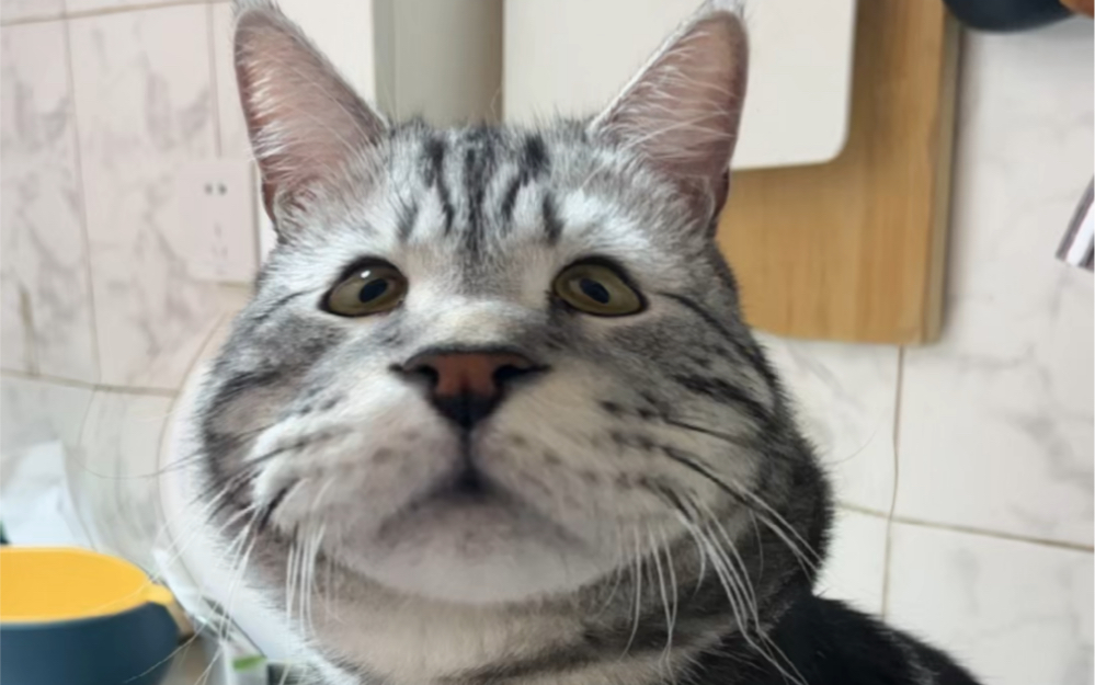 小猫咪的脸肿起来那么可爱